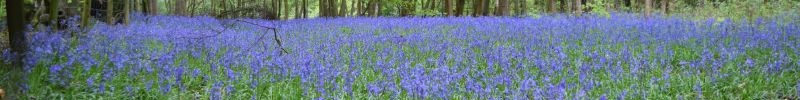 Bluebells