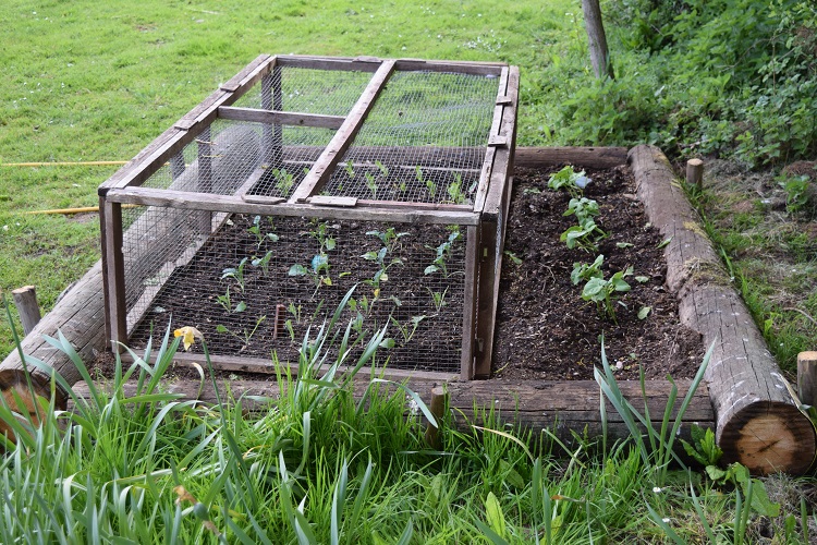 veg patch