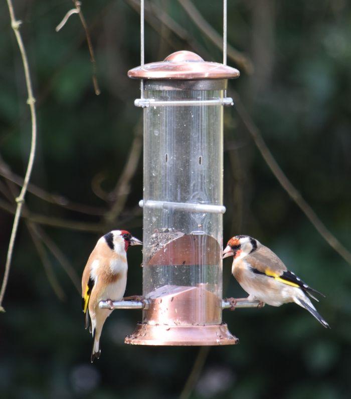 Goldfinch