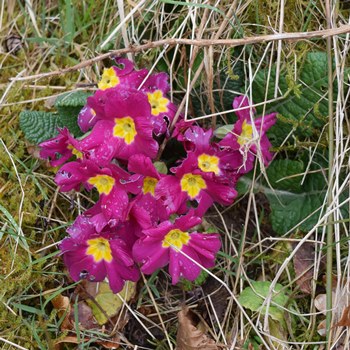 pink Primrose