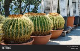 cactus d