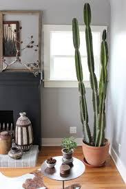 Cactus a