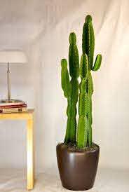 Cactus b