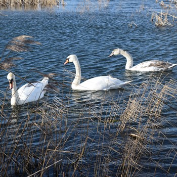 Swans