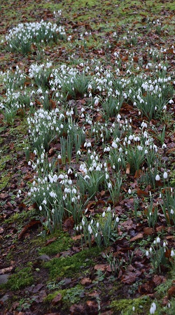 Snowdrops