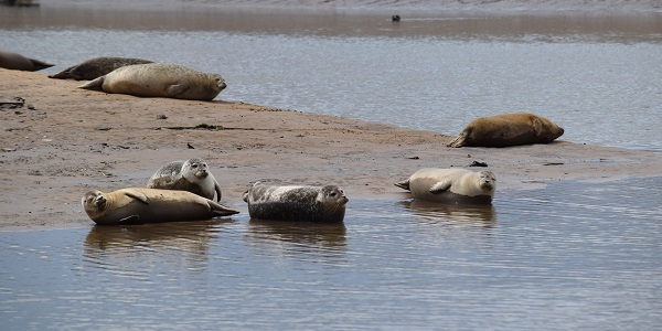 Seals