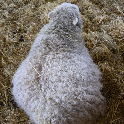 Sheep