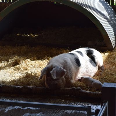 Pig