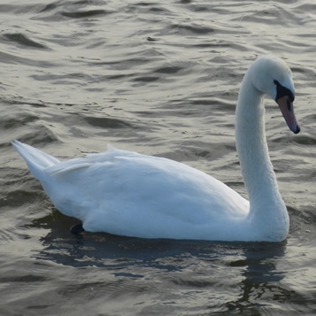 Swan