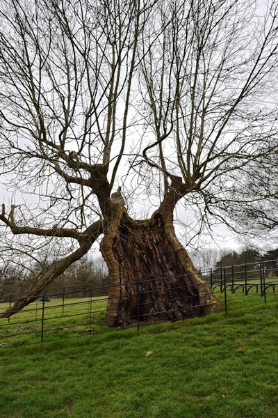 reAL TREE